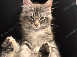 Maine Coon kitten