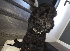 Beauty mini poodles