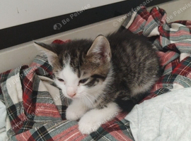 Kitten