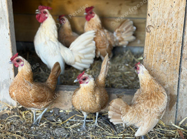 Buff sebright chickens for sale