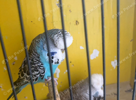 Budgies