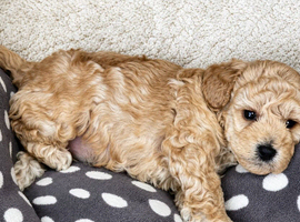Gorgeous Toy Poodle Puppy &ndash; Ready in 3 weeks