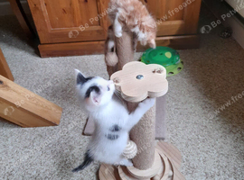 Lovely kittens Looking for their forever homes