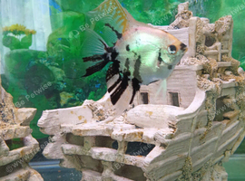 Large angelfish, 2 neons, I little sucker, 1 frog