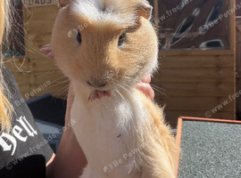 Single male smooth guinea pig