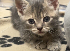 beautiful kittens!