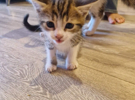 Beautiful cute mixed breed kittens
