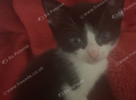 3 Black and white male kitten