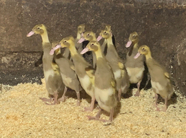 Fawn and white runner FEMALE ducklings