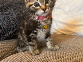 Gorgeous female tabby kitten