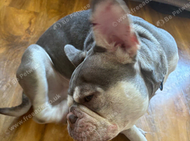 French bulldog in need of new home