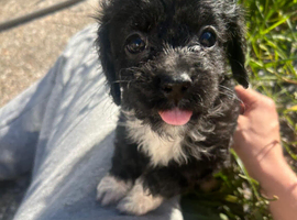 Cavapoo puppies f1 tiny miniature full dna clear