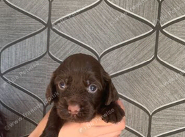 Working cocker spaniel puppy&rsquo;s