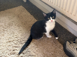 Girl cat black and white