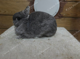 Netherland dwarfs