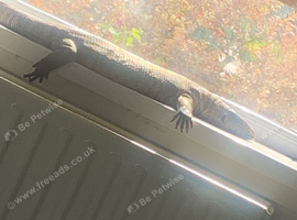 Monitor lizard