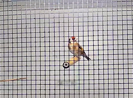 Goldfinch pairs , red siskin pair and yellow black hooded Siskin pair