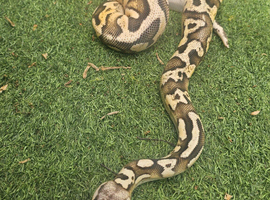 Firefly yellowbelly ph pied male