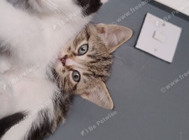 Rehoming kittens