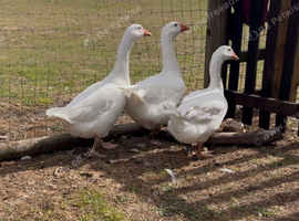 3 Embden ganders for sale