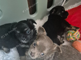Long Haired KC Reg Chihuahua puppies
