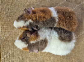 Baby teddy guinea pigs