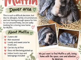 ️ Loving home needed for Muffin &ndash; Dover area ️