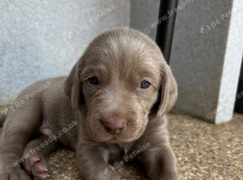 Long & Short Haired Weimaraner KC Reg