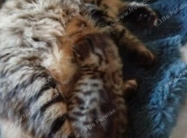 KITTENS FOR SALE