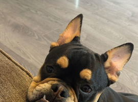 English x Frenchie
