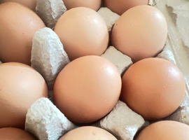 Fertilised Black Cooper Maron x Rhode Island Red chicken eggs