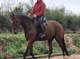 Smart young gelding