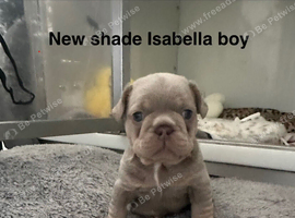 2 stunning french bulldog boys