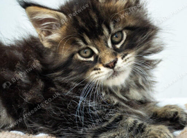 Maine coon kittens - Ready now
