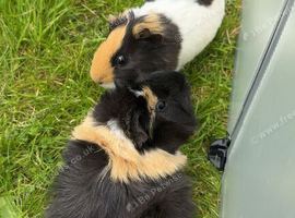 2 Female Guinea Pigs