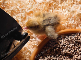 Jumbo Coturnix Quail hatching eggs