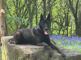 Female Belgain Malinois