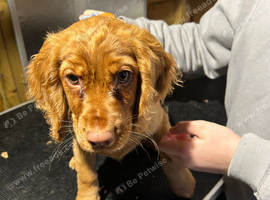 Pet microchipping