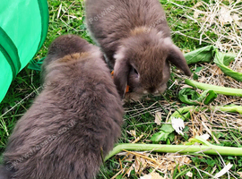Last Ones Pure Breed Mini Lops Chocolate and Black Otters