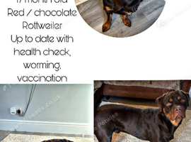 Red Rottweiler for stud