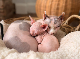 Beautiful Sphynx kittens