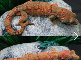 Breeding pair of chahoua gecko