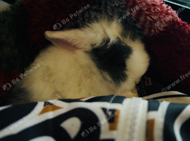 Beautiful Bunny for sale, male
