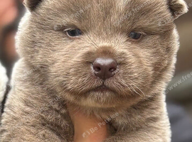 Beautiful chow chow puppies