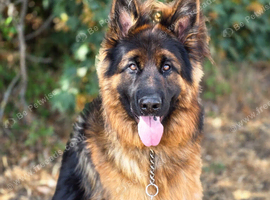 Pedigree Stunning long coat shepherd male