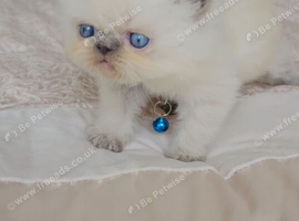 Stunning Pedigree Persian Kittens