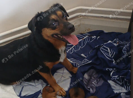 Male puppy