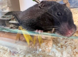 7 month old Syrian hamster
