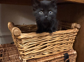 Affectionate hand reared kittens for sale