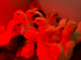 Easter Egger chicks